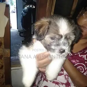 Terrier Puppy
