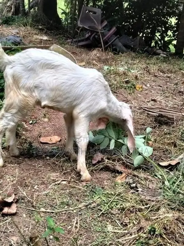 Male Goat