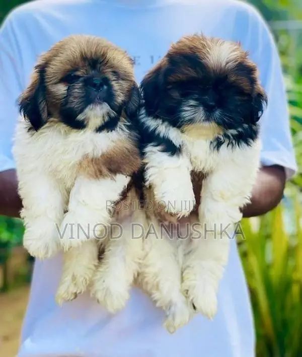 Shitzu puppies