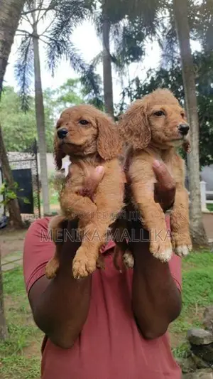 Cocker spaniel puppies