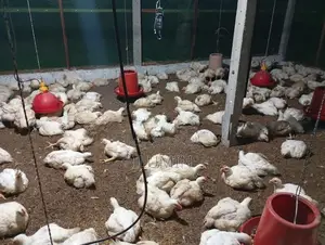 Broiler Chicken