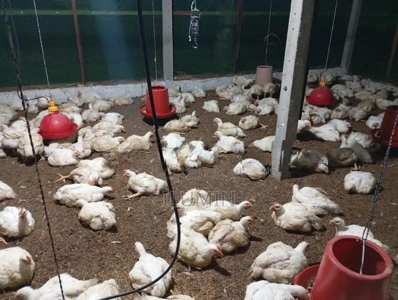 Broiler Chicken