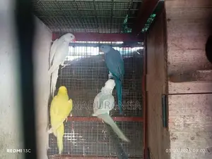 Ring Neck Birds