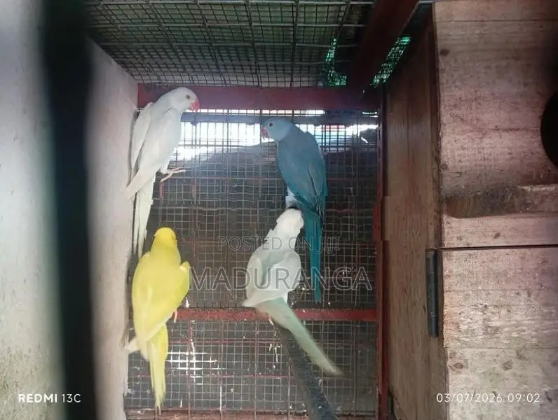 Ring Neck Birds