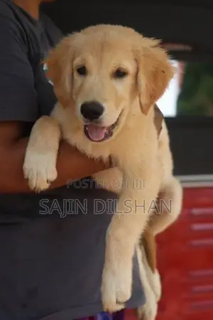 Golden Retriever Puppy