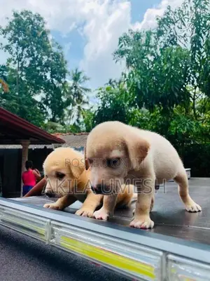 Labrador Dog