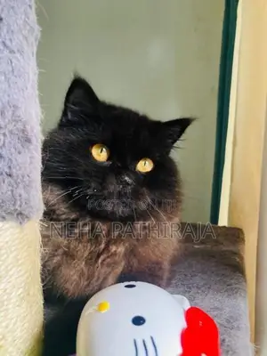 Persian cat