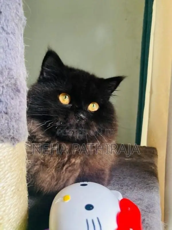 Persian cat