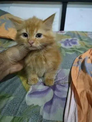 Persian Kitten