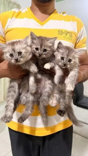Persian Cats