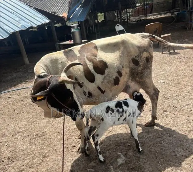 Milking cow