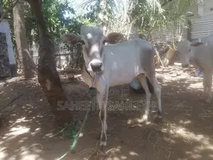 வண்டில் மாடு