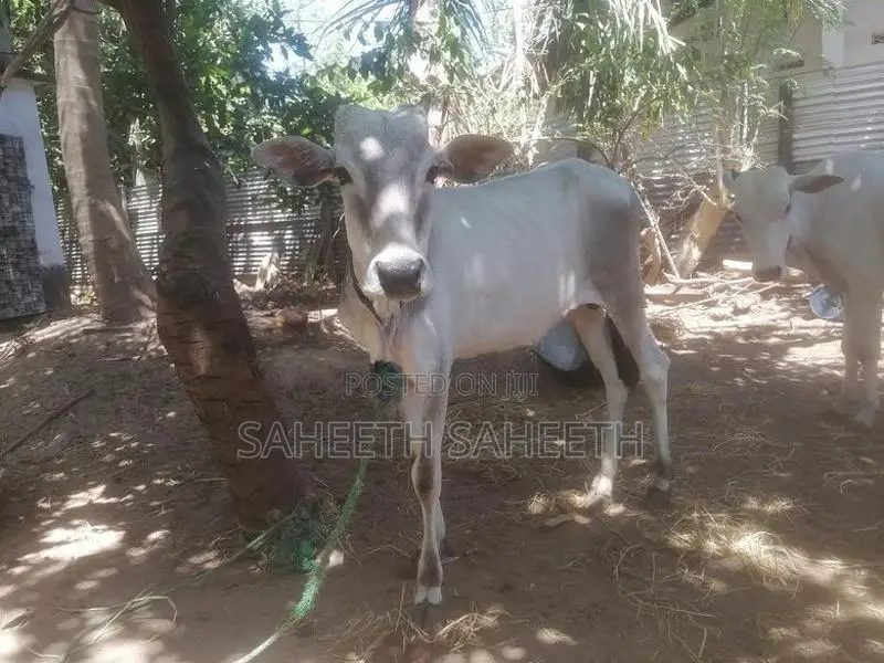 வண்டில் மாடு