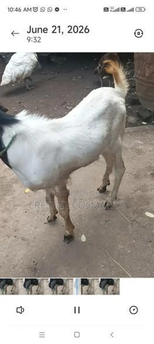 Goat Male