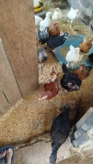 ගම් කුකුලු පැටවුන්