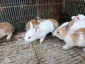 හා පැටවු