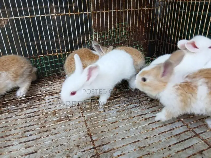 හා පැටවු