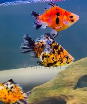 Calico Goldfish