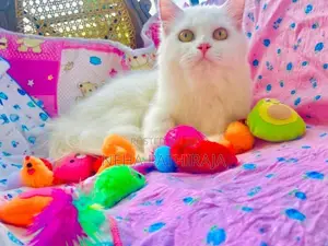 Persian Cat