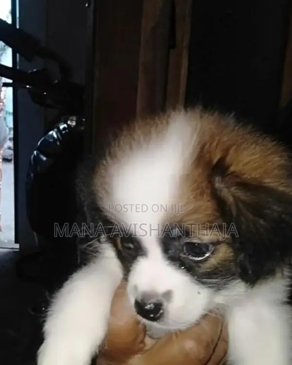 Terrier Puppy