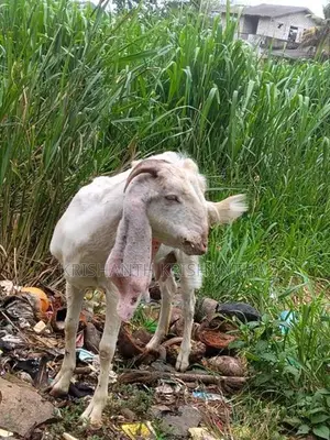 Male Goat