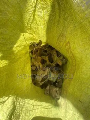 සැටලින්