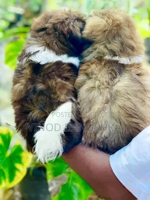 Shitzu puppies