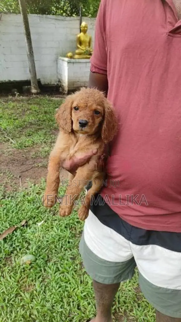 Cocker spaniel puppies