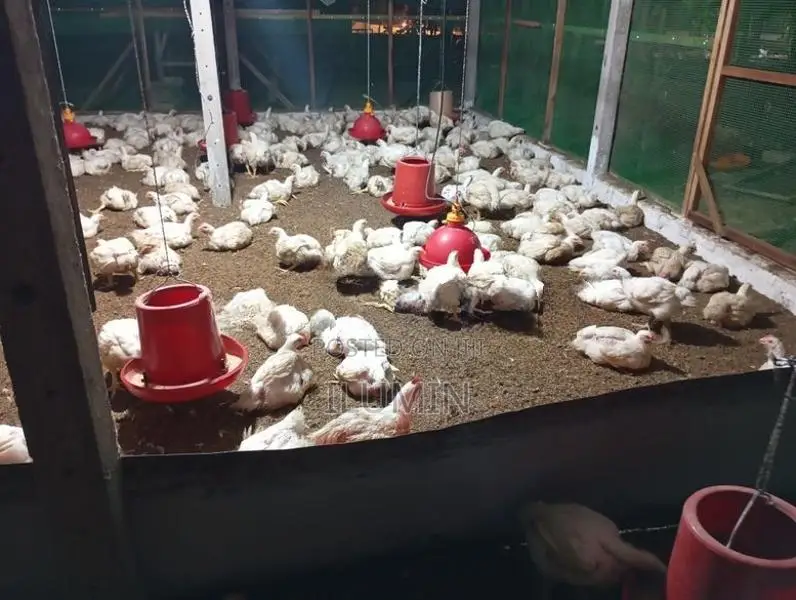 Broiler Chicken