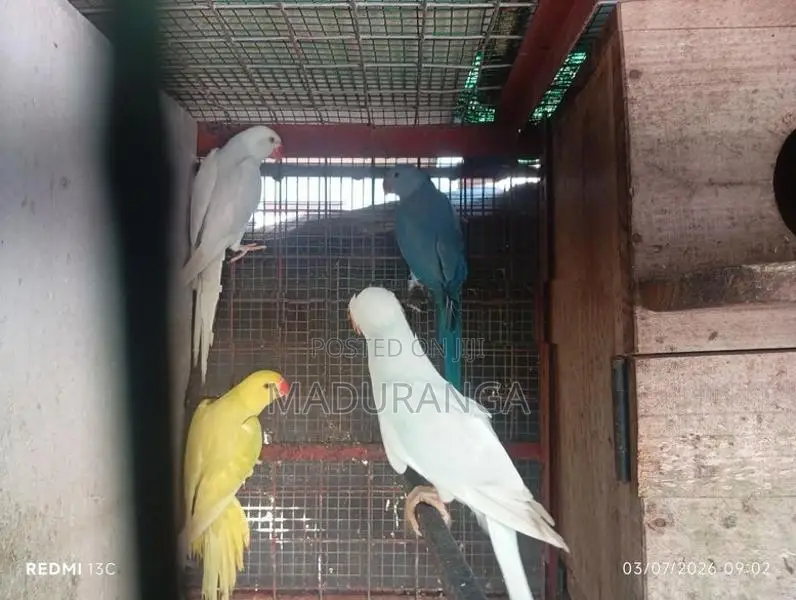 Ring Neck Birds