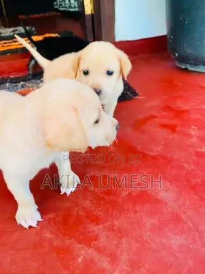 Labrador Dog