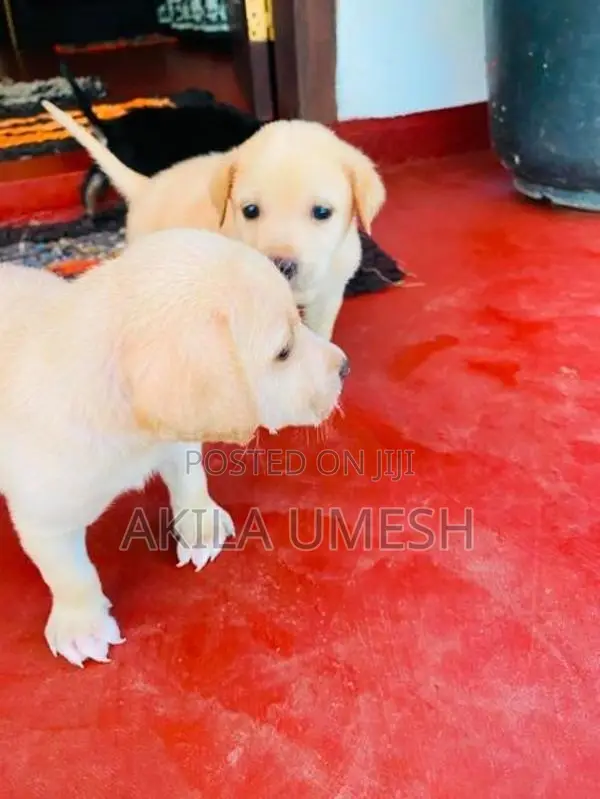 Labrador Dog
