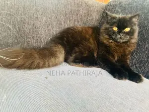 Persian cat