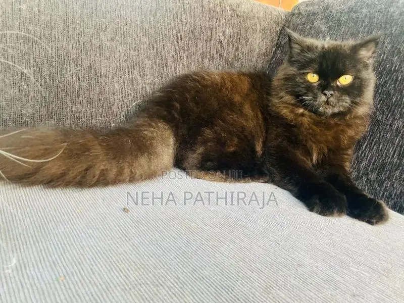 Persian cat