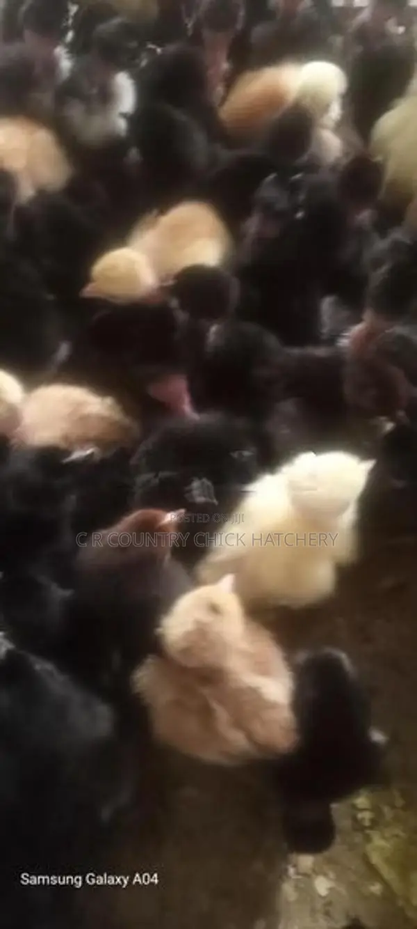 கழுத்து வெட்டி கோழி குஞ்சு