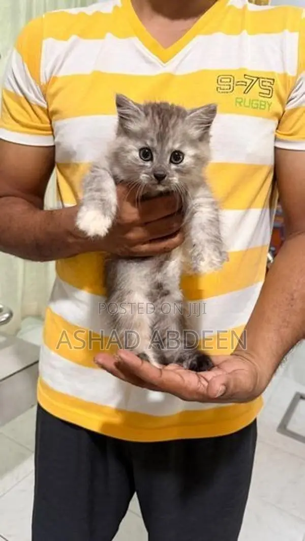 Persian Cats