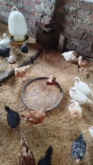 ගම් කුකුලු පැටවුන්