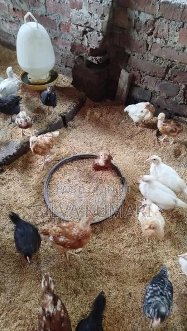 ගම් කුකුලු පැටවුන්