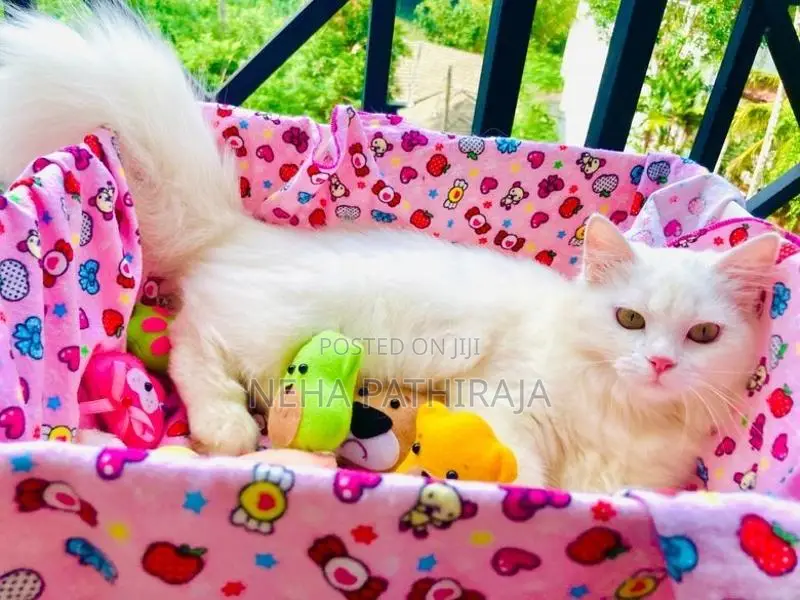 Persian