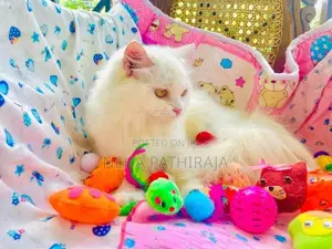 Persian Cat