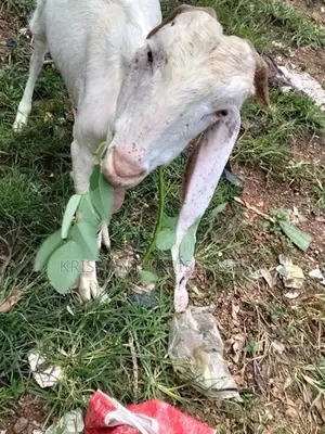 Male Goat