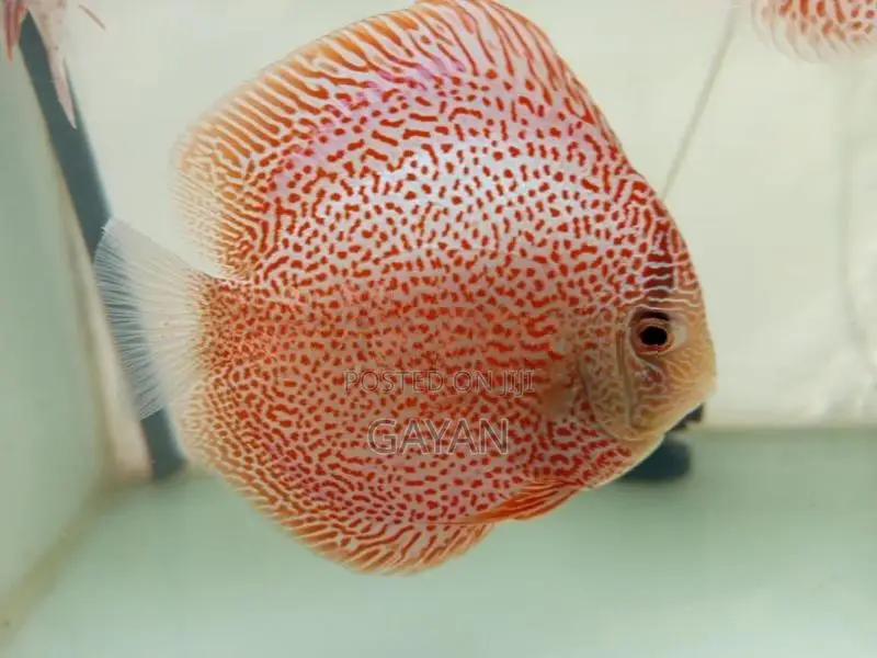 Discus Fish