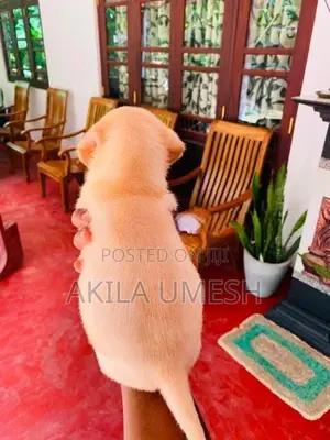 Labrador Dog