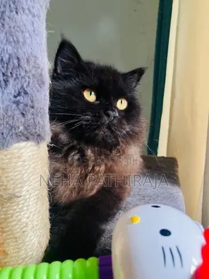 Persian cat