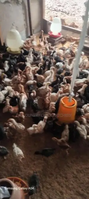 கழுத்து வெட்டி கோழி குஞ்சு