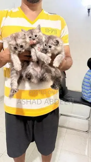 Persian Cats