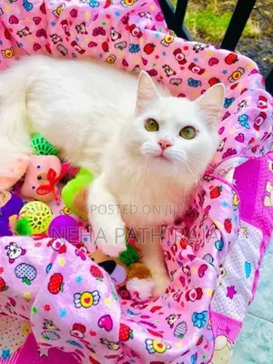 Persian
