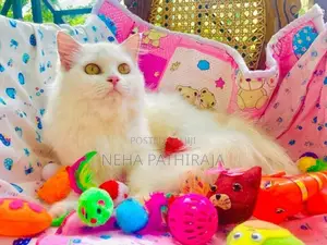 Persian Cat