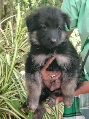 Lion Shepherd Puppies