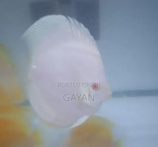 Discus Fish